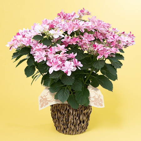 母の日　鉢植え「個性を楽しむアジサイ　衣純千織」