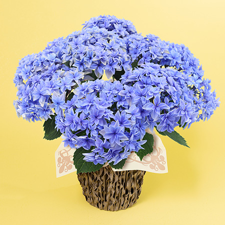 ��̓��@���A���u�����W�߂��悤�ȃA�W�T�C�@�_�u���_�b�`�G�_���v