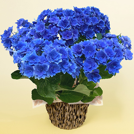 母の日　鉢植え「アジサイ フェザーブルー」