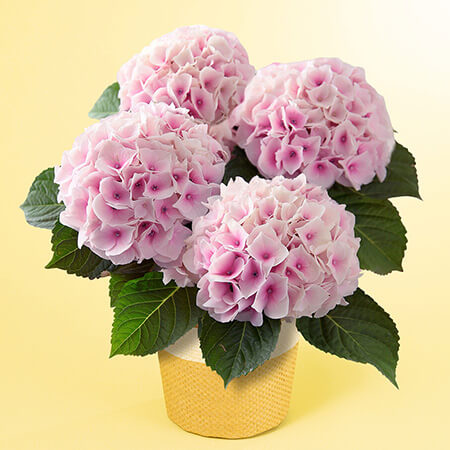 母の日　鉢植え「アジサイ　コットンキャンディ」