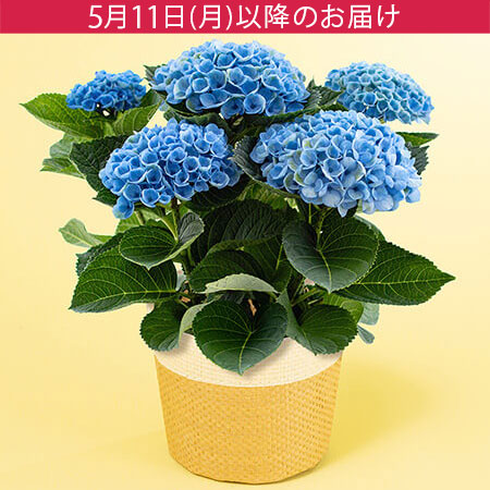 母の日　鉢植え「アジサイ　マジカルレボリューション」