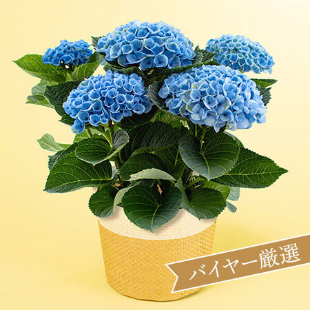 母の日　鉢植え「アジサイ　マジカルレボリューション」
