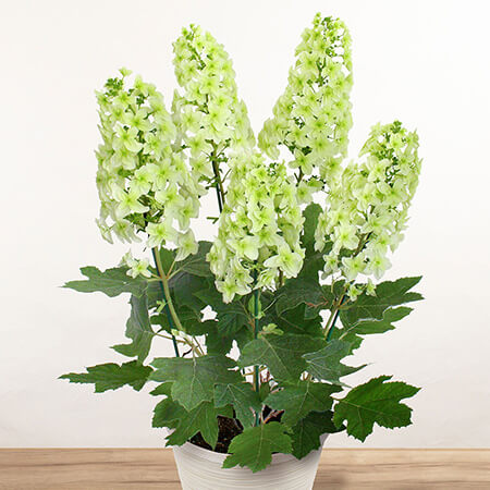 ��̓��@���A���u�v���~�A���A�W�T�C�@������t�A�W�T�C�v