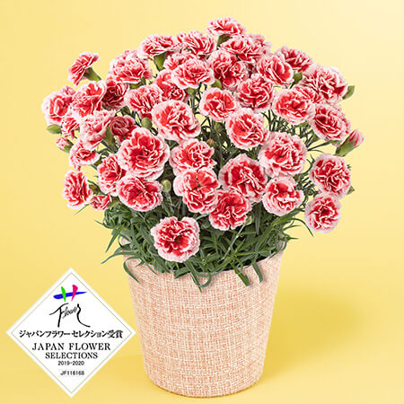 ��̓��@���A���u�Ί�炭�J�[�l�[�V�����@�������z�C�b�v�v