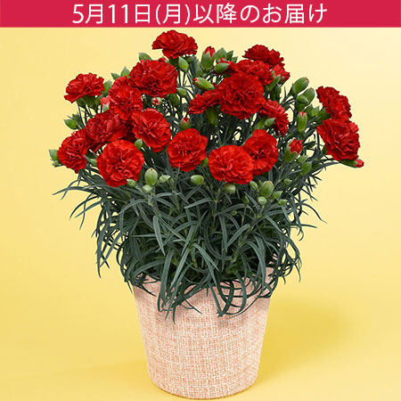 母の日　鉢植え「真っ赤なカーネーション　カンタービレ」
