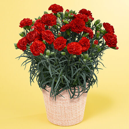 ��̓��@���A���u�^���ԂȃJ�[�l�[�V�����@�J���^�[�r���v