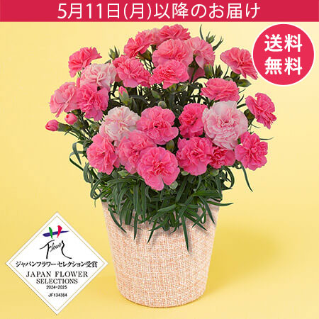 母の日　鉢植え「フレグランスカーネーション　ひなあられ5号」