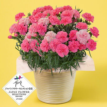 ��̓��@���A���u�ΐ삳��̃v���~�A���J�[�l�[�V�����@�ЂȂ����6���v