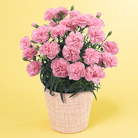 母の日　鉢植え「天使のカーネーション　アプリシア」