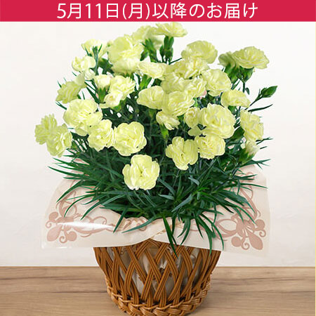 母の日　母の日　鉢植え「おひさまカーネーション　レモンアイス」