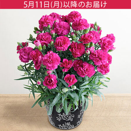 母の日　鉢植え「ロイヤルカーネーション　ムジカ」