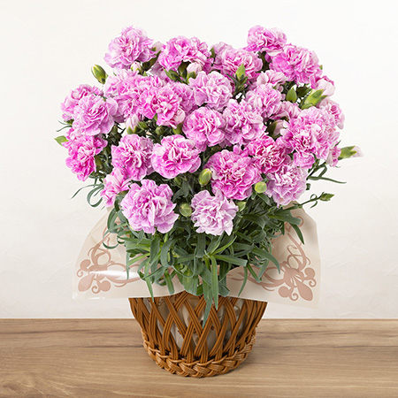 母の日　鉢植え「マーブルカーネーション　ファンシーバイオレット」