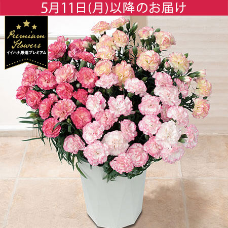 母の日　鉢植え「小久保さんのプレミアムカーネーション　パステルミックス」