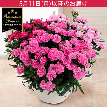 母の日　鉢植え「登坂さんのプレミアムカーネーション　スイーツミックス」