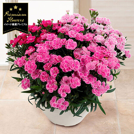 母の日　鉢植え「登坂さんのプレミアムカーネーション　スイーツミックス」