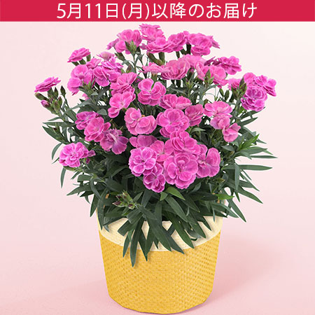 母の日　鉢植え「ガーデンカーネーション　スイーツライラック」