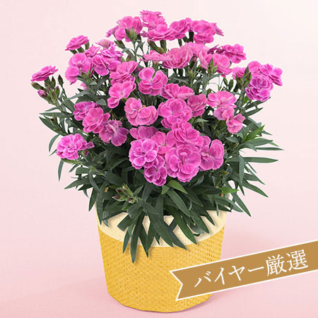 母の日 カーネーション「ガーデンカーネーション　スイーツライラック」