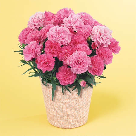 母の日　鉢植え「色変わりカーネーション　ホットハート」
