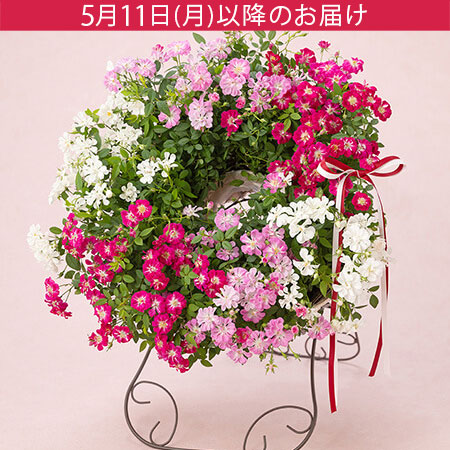 母の日　鉢植え「Welcome　Rose」