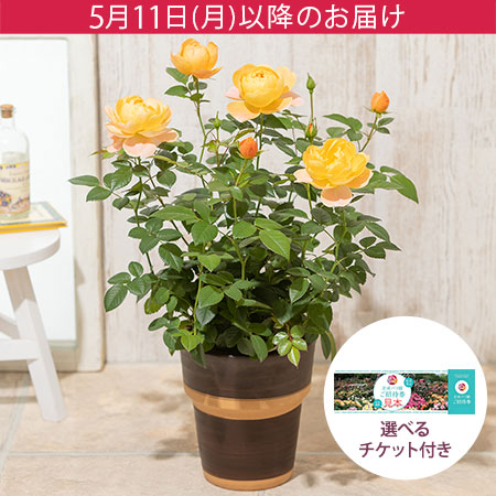 母の日　母の日　鉢植え「ミニバラ　ジューシーテラッツァ」