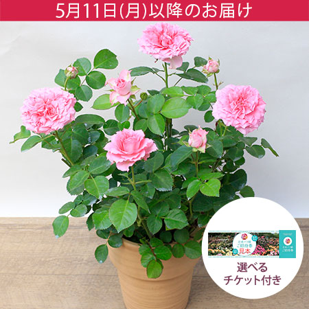 母の日　鉢植え「ミニバラ　スィート ローラ」