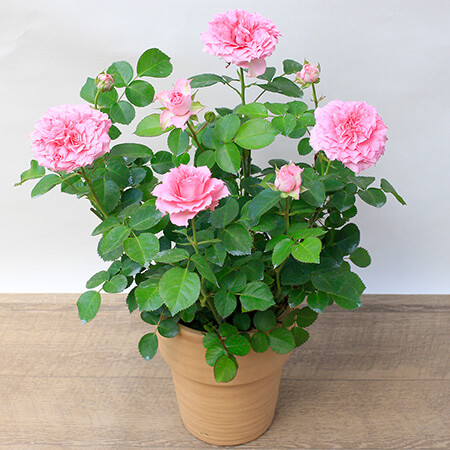 母の日　鉢植え「ミニバラ　スィート ローラ」