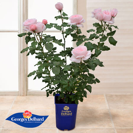 母の日　鉢植え「憧れのフレンチローズ　ナエマ」