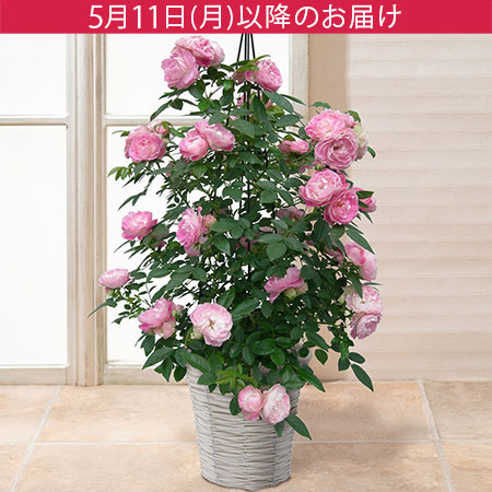 母の日　鉢植え「RoseTower　ピーチジュエル」