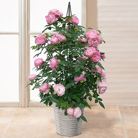 母の日　鉢植え「RoseTower　ピーチジュエル」