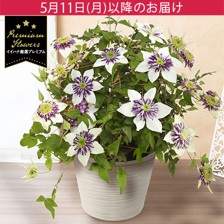 母の日　鉢植え「プレミアムクレマチス　ビエネッタ」