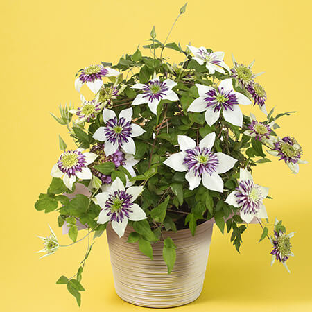 母の日　鉢植え「プレミアムクレマチス　ビエネッタ」