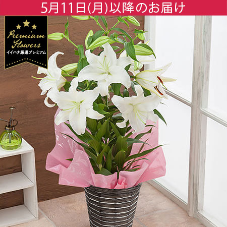 母の日　鉢植え「プレミアムリリー　カサブランカ　7号」