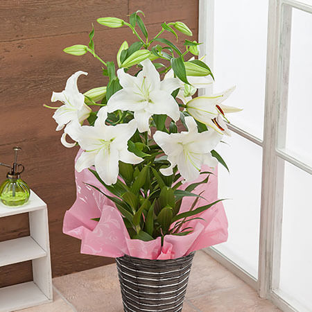 母の日　鉢植え「プレミアムリリー　カサブランカ　7号」