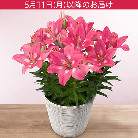 母の日　鉢植え「スカシユリ」