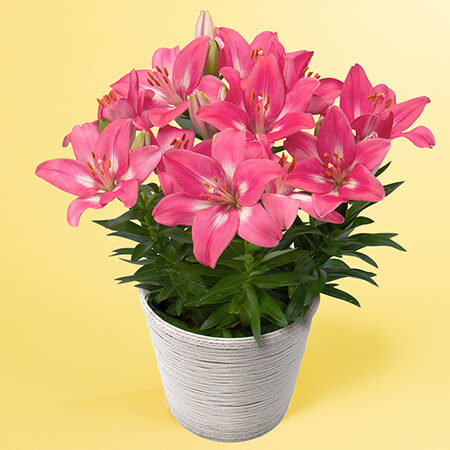 母の日　鉢植え「スカシユリ」