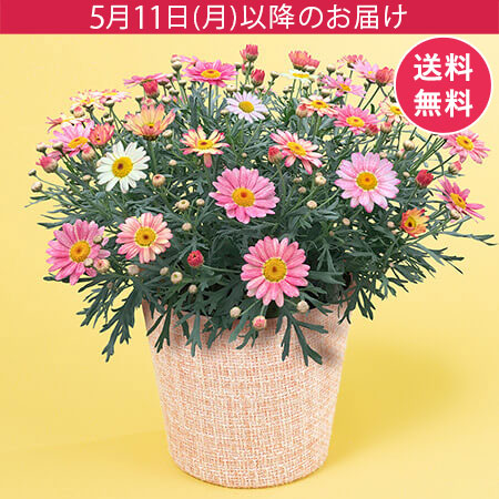 母の日　鉢植え「花色変わるマーガレット　苺ミルク」