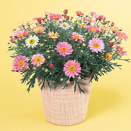 母の日　鉢植え「花色変わるマーガレット　苺ミルク」