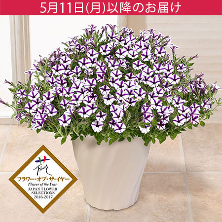 母の日　鉢植え「スーパーチュニア（R）　ビスタミニブルースター」