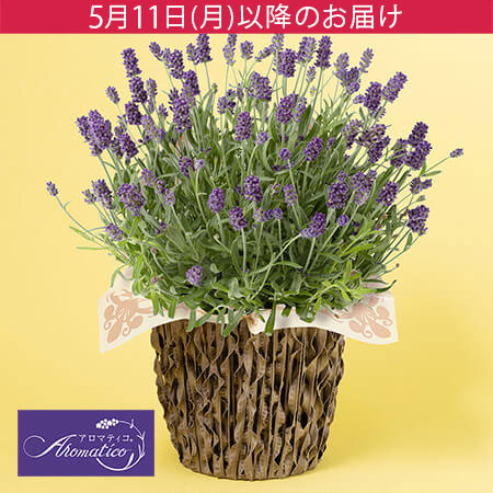 母の日　鉢植え「癒しの天然アロマ　ラベンダー　アロマティコ(R)」