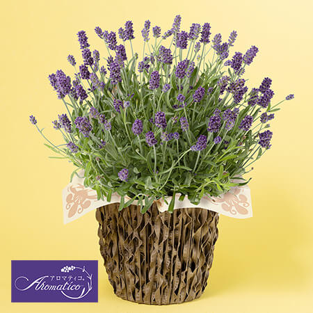 母の日　鉢植え「癒しの天然アロマ　ラベンダー　アロマティコ(R)」