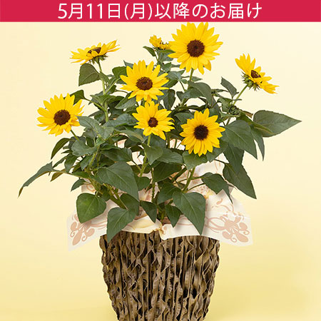 母の日　鉢植え「1000輪咲きヒマワリ　ソルシーカー」