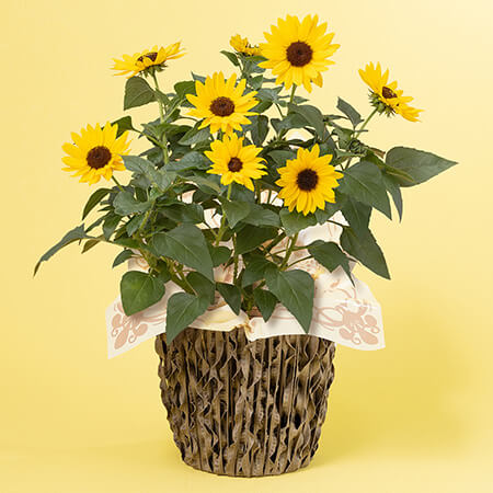 母の日　鉢植え「1000輪咲きヒマワリ　ソルシーカー」