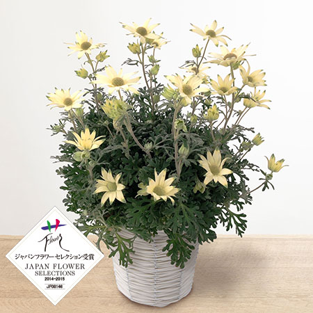 母の日　母の日　鉢植え「フランネルフラワー　フェアリームーン」