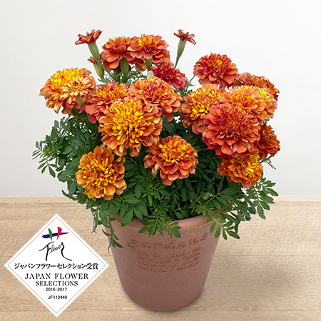 母の日　鉢植え「色が変わるフレンチマリーゴールド」