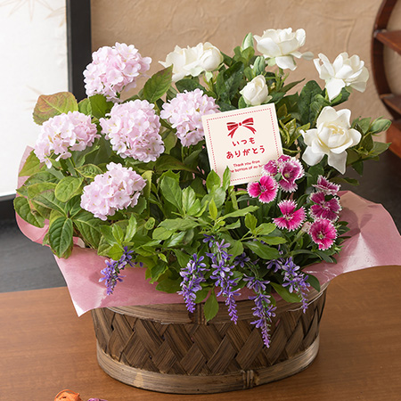 母の日　寄せ鉢「麗しの香り」