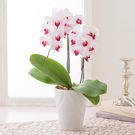 母の日　鉢植え「胡蝶蘭　リーベ2本立ち」