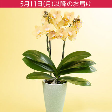 母の日　鉢植え「水やりラクチン胡蝶蘭　マロン」
