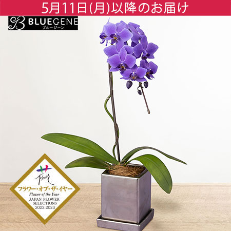 母の日　鉢植え「世界で初めての青色コチョウラン　BLUEGENE(R)」