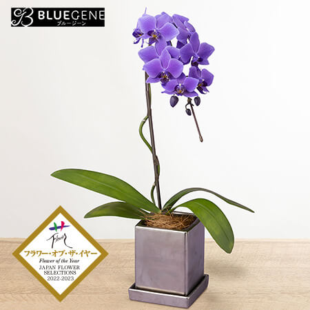 母の日　鉢植え「世界で初めての青色コチョウラン　BLUEGENE(R)」