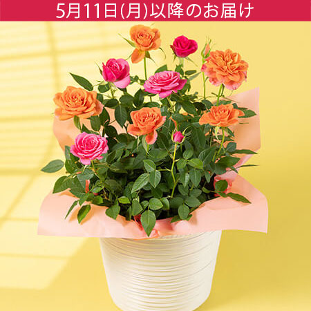 母の日　鉢植え「ミニバラ寄せ植え」